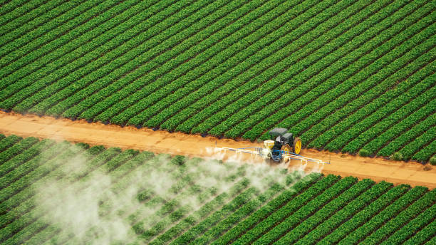 Best Termite Control Services  in Hutto, TX