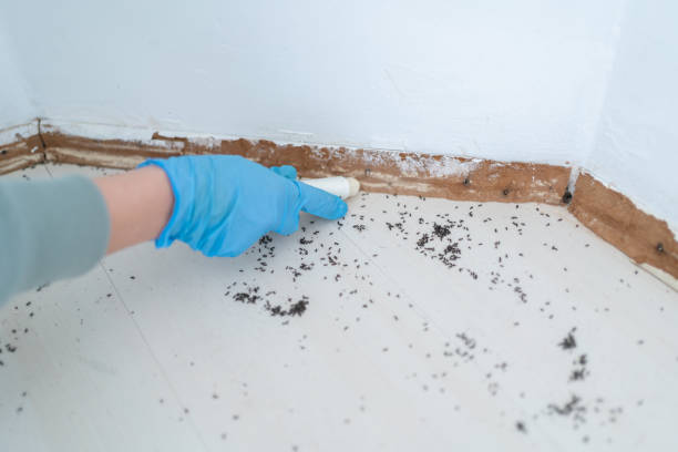 Best Pest Control for Businesses  in Hutto, TX